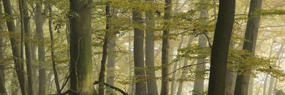 © Naturstiftung David, Verein „Hohe Schrecke – Alter Wald mit Zukunft“, Bildautor: Thomas Stephan